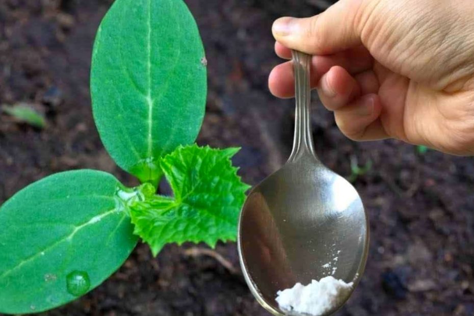 Apenas uma colher de sopa para cada pepino que você tem em seu jardim e você colherá o dobro