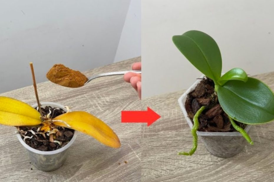 Reviver imediatamente orquideas