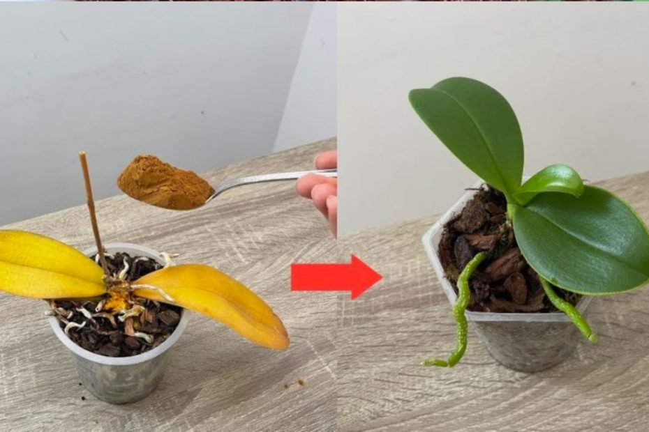 Reviver imediatamente orquídeas podres desta forma