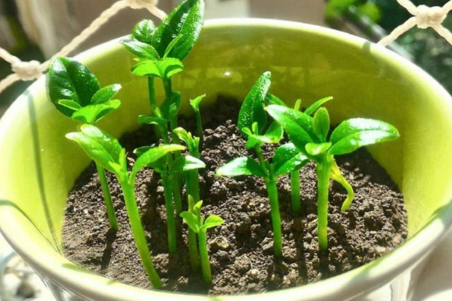 Veja como cultivar um limoeiro em uma xicara para decorar e perfumar a sua casa