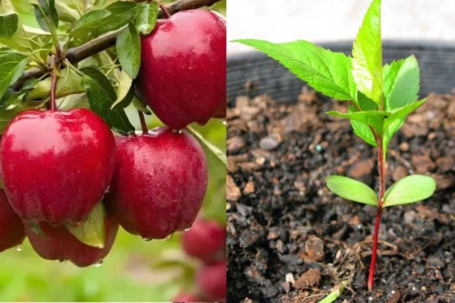 Da semente ao esplendor a fascinante jornada de cultivar árvores de maçã em casa