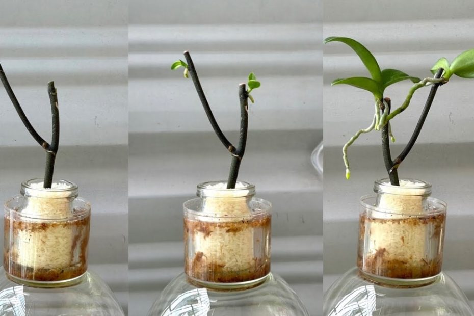 A orquidea brota no galho e floresce o ano todo